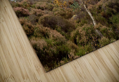 Autumn Birch Tree Glory Catriona Roberts Nature Photography and Designs puzzle