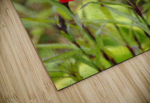  Natures Ruby Kiss in the Scottish Highlands                                                                                                                     Catriona Roberts Nature Photography and Designs puzzle