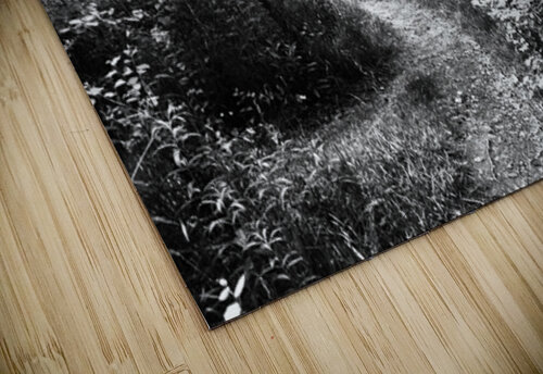   Monochrome Forest Path through the Scottish Highlands                                                                                                                     Catriona Roberts Nature Photography and Designs puzzle