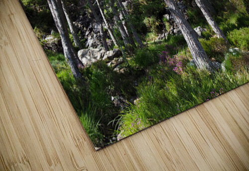 Rocky Forest Landscape in the Scottish Highlands                                                                                                                     Catriona Roberts Nature Photography and Designs puzzle