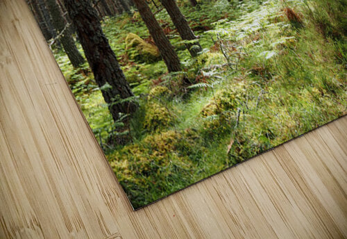  Pine and Spruce Forest Path through the Scottish Highlands                                                                                                                      Catriona Roberts Nature Photography and Designs puzzle