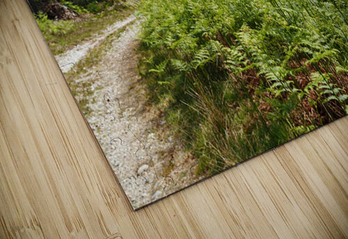 Pine and Fern Trail through the Scottish Highlands                                                                                                                      Catriona Roberts Nature Photography and Designs puzzle