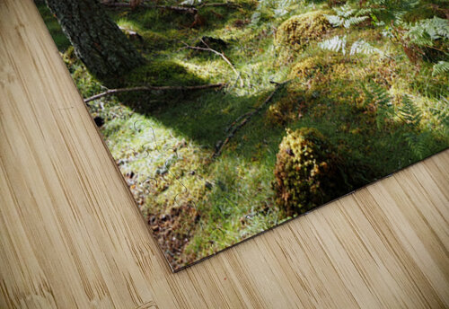 Pine Shadows in the Scottish Highlands                                                                                                                      Catriona Roberts Nature Photography and Designs puzzle