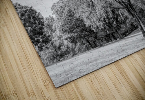 Majestic Elm In Springtime Stillness Grayscale Jennifer White puzzle