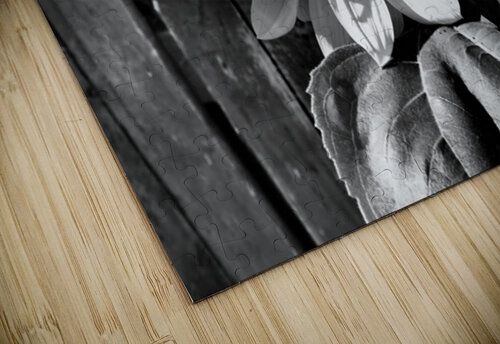 Sunflower with Bee in Black and White                                                                                                                      Catriona Roberts Nature Photography and Designs puzzle