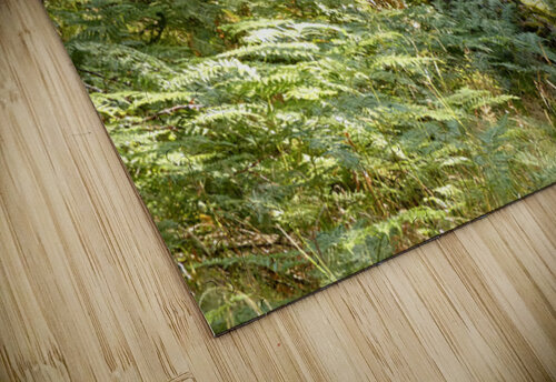 Peace in the Woods in the Scottish Highlands Catriona Roberts Nature Photography and Designs puzzle