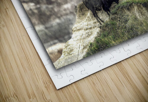 Badlands Buffalo Moments By Shane puzzle