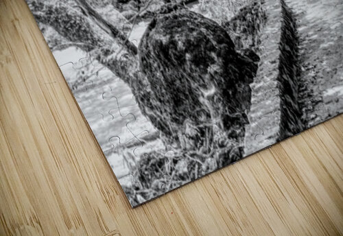 Pathway To Big Spring Grayscale Jennifer White puzzle