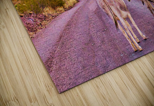 DESERT WIDERNESS Charles Herchert puzzle