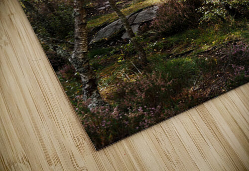  Scottish Highlands Sunshine Forest                                                                                                                     Catriona Roberts Nature Photography and Designs puzzle
