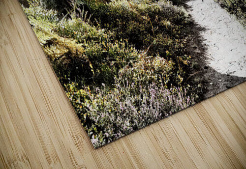  Scottish Highlands Path through the Woodland                                                                                                                     Catriona Roberts Nature Photography and Designs puzzle