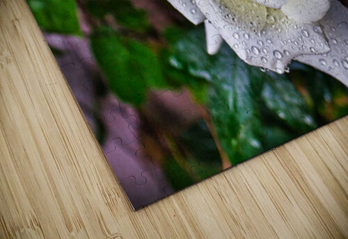 WHITE ROSE   Charles Herchert puzzle