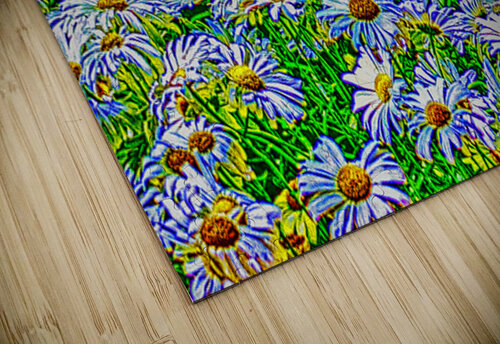 FIELD OF DAISIES  Charles Herchert puzzle
