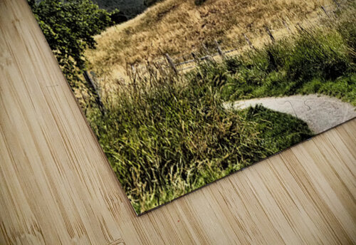 Scottish Highlands Path to Hilltop Trees                                                                                                                       Catriona Roberts Nature Photography and Designs puzzle