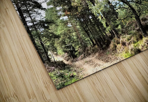  Scottish Highlands Serene Woodland Path                                                                                                                     Catriona Roberts Nature Photography and Designs puzzle