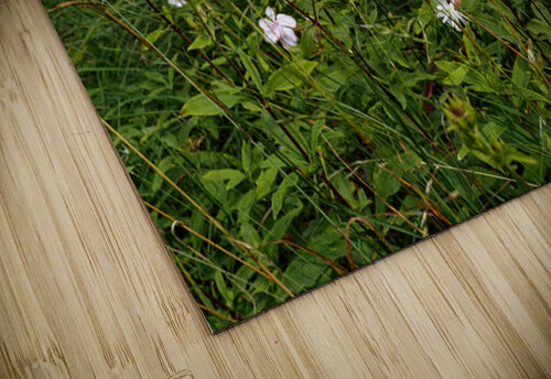 Wildflowers in the Scottish Highlands                                                                                                                      Catriona Roberts Nature Photography and Designs puzzle