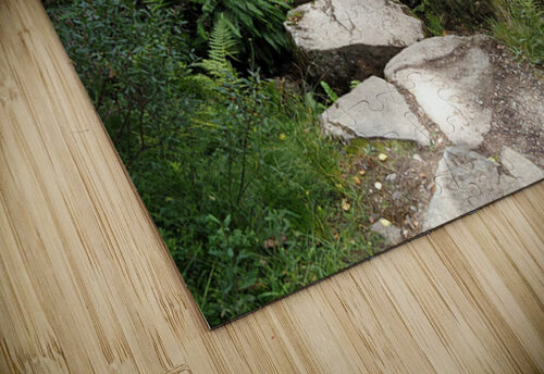 Scottish Highlands Path through the Birch Forest                                                                                                                      Catriona Roberts Nature Photography and Designs puzzle