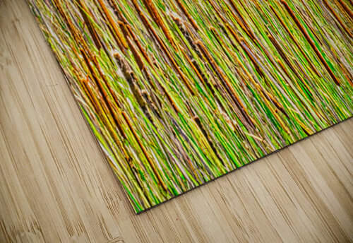FIELD OF CATTAILS  Charles Herchert puzzle
