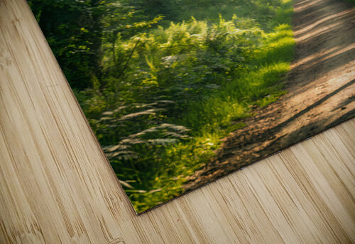 Sunlit Forest Path Artea59 puzzle