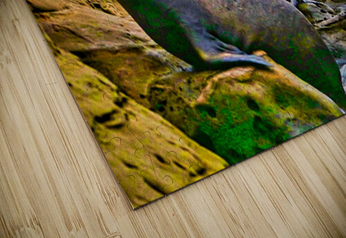 SEAL LIONS  Charles Herchert puzzle