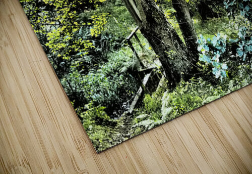  Scottish Highlands Enchanted Forest Path                                                                                                                     Catriona Roberts Nature Photography and Designs puzzle