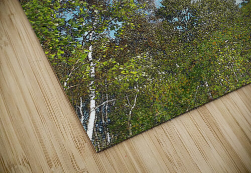 Scottish Highlands Birch Tree  Canopy                                                                                                  Catriona Roberts Nature Photography and Designs puzzle