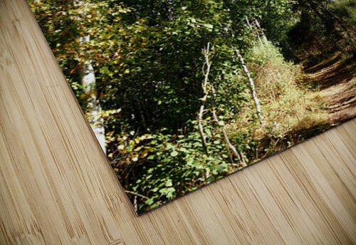  Scottish Highlands Autumnal Sunny Forest Trail                                                                                                                      Catriona Roberts Nature Photography and Designs puzzle