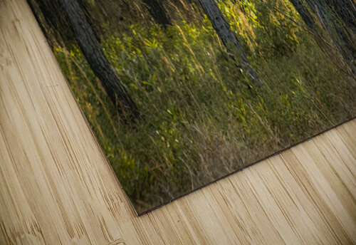 Sunlight Filtering Through Forest Trees Norma Brandsberg Photography puzzle