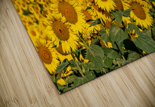 Sunflower Morning JLW Photos puzzle