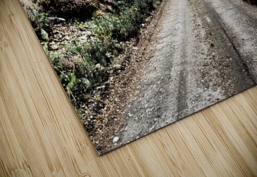  Scottish Highlands Path through a Birch and Pine Forest                                                                                                                      Catriona Roberts Nature Photography and Designs puzzle