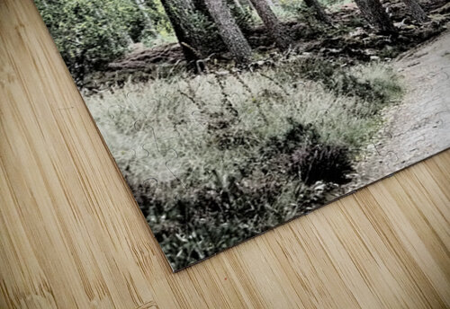 Scottish Highlands Mixed Forest Trail                                                                                                                      Catriona Roberts Nature Photography and Designs puzzle