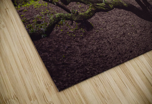 Enchanted Forest Scene Norma Brandsberg Photography puzzle