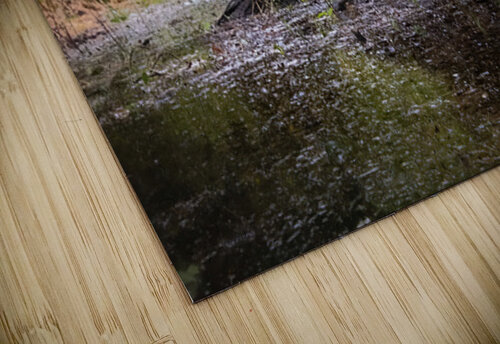 Wetland  Atmospheric Cypress Tree Roots Norma Brandsberg Photography puzzle