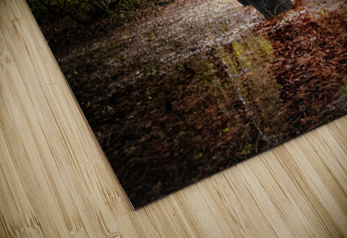 First Landing State Park Tree  Norma Brandsberg Photography puzzle