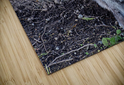 Gray Wolf resting beneath a tree Lisa von Biela puzzle