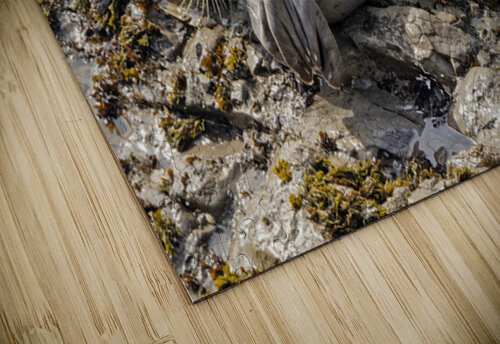 Seal pup and mom on rocks Lisa von Biela puzzle