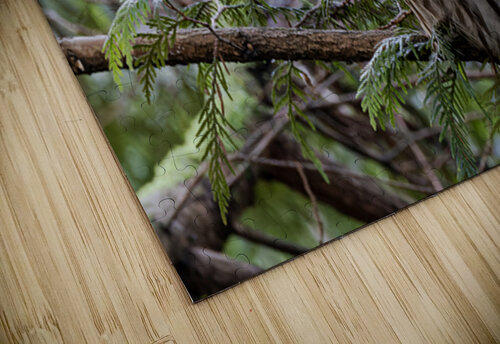 Barred Owl gazing up at the sky Lisa von Biela puzzle