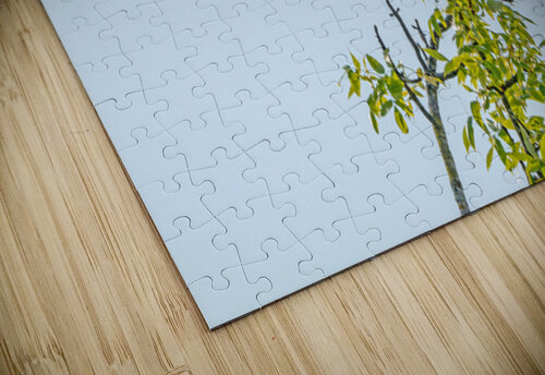 Osprey being strafed by an American Crow Lisa von Biela puzzle