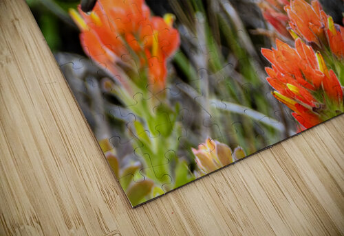 Hummingbird over orange flowers Lisa von Biela puzzle