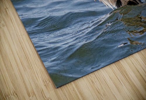 Male Gadwall wing display Lisa von Biela puzzle