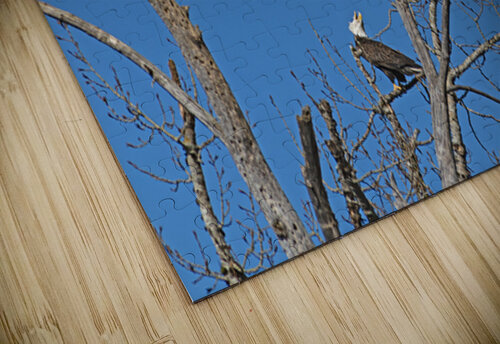 Bald Eagle Pair vocalizing to each other Lisa von Biela puzzle