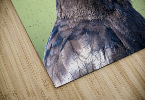 Close up profile of single American Crow Lisa von Biela puzzle