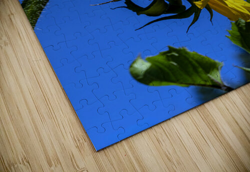 Sunflower against blue cloudless sky Lisa von Biela puzzle