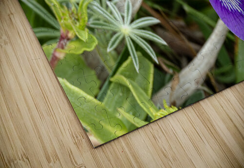 Close up of dwarf iris Lisa von Biela puzzle