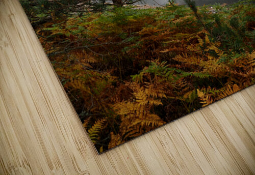 Beautiful View of Loch Vaa                                                                                                                      Catriona Roberts Nature Photography and Designs puzzle