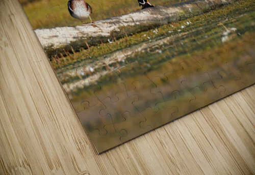 0C5A2812 Wood Ducks Touch Of Frank Photography puzzle
