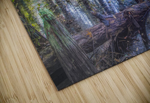 Morning in the Cypress Forest Norma Brandsberg Photography puzzle