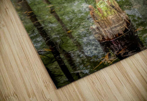 Cypress Tree Swamp Knees Norma Brandsberg Photography puzzle