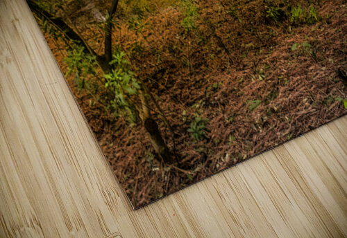 Gnarly Forest Trees Norma Brandsberg Photography puzzle