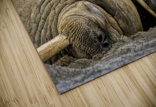 WHAT ARE YOU LOOKING AT Doug Sturgess puzzle